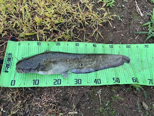 ナマズの釣果