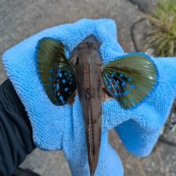 ホウボウ
