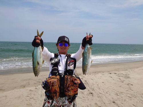 イナダの釣果