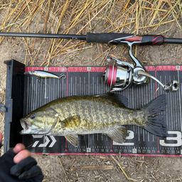 スモールマウスバス