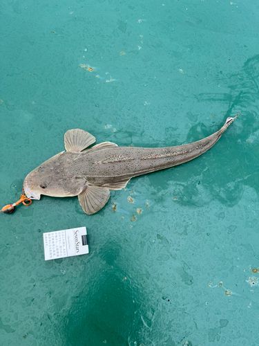 マゴチの釣果