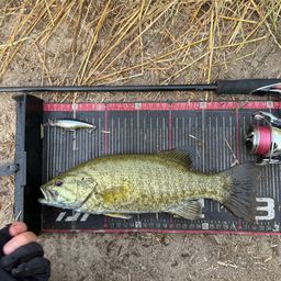 スモールマウスバス