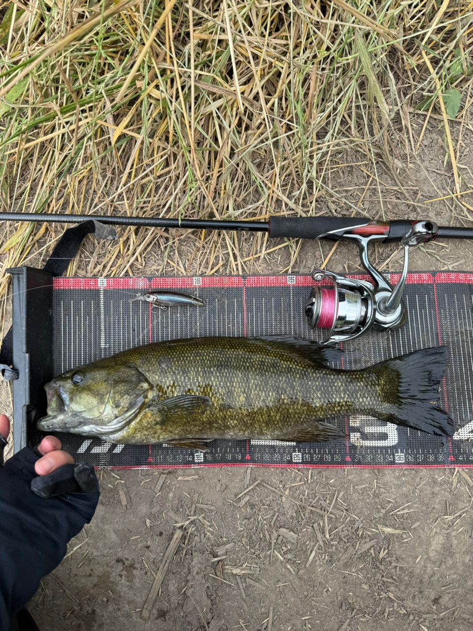 スモールマウスバス