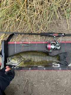 スモールマウスバスの釣果