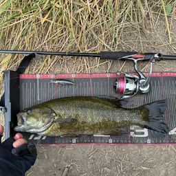 スモールマウスバス