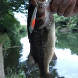 ブラックバス