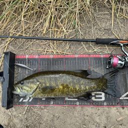 スモールマウスバス