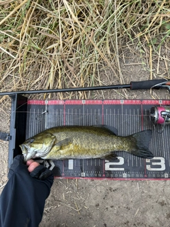 スモールマウスバスの釣果