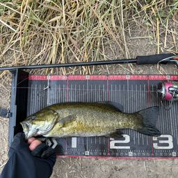 スモールマウスバス