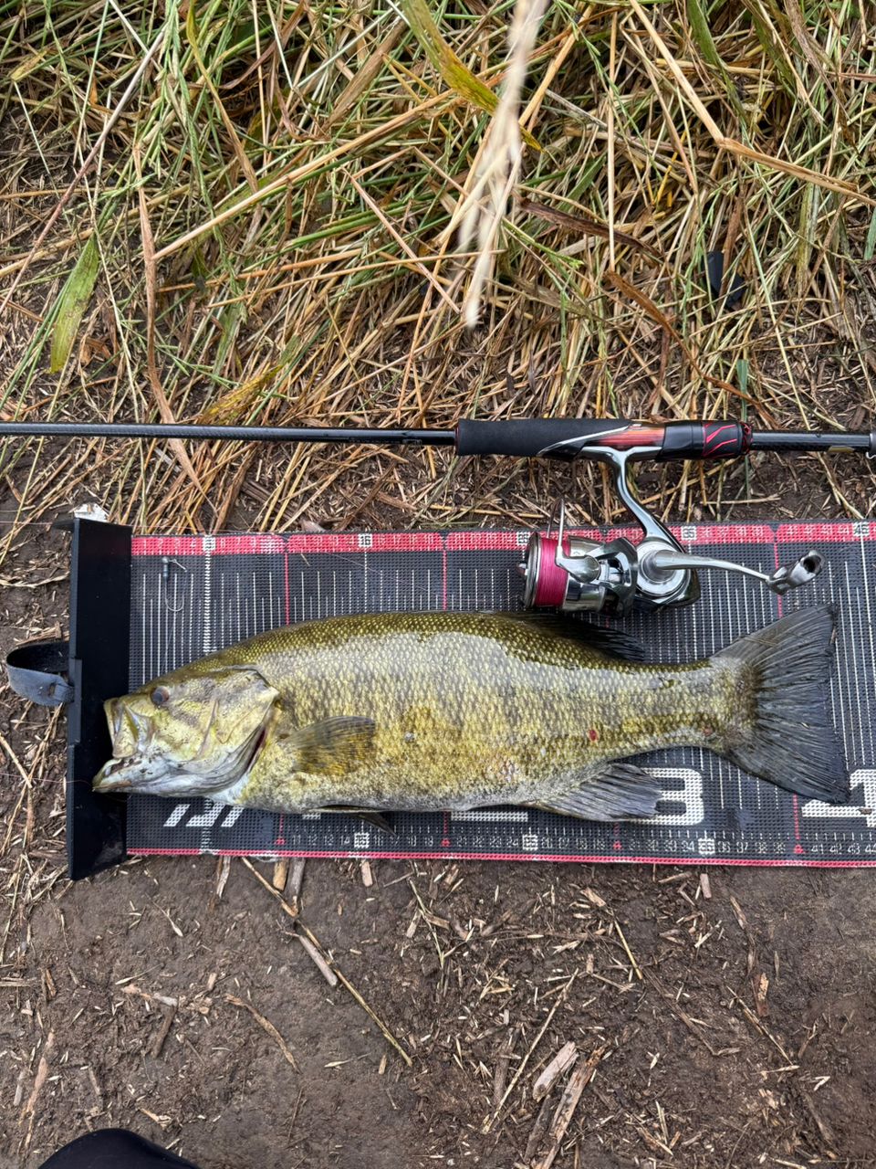 スモールマウスバス