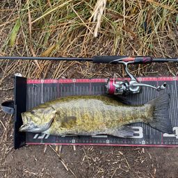 スモールマウスバス