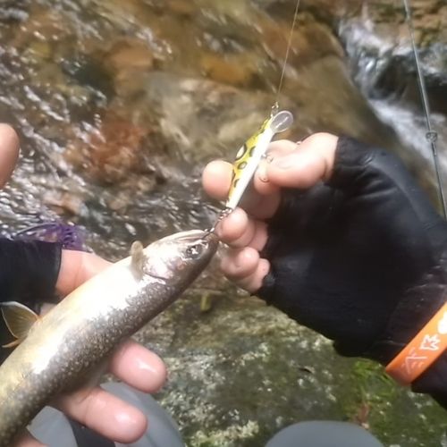 イワナの釣果