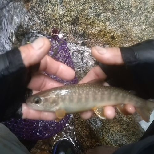 イワナの釣果
