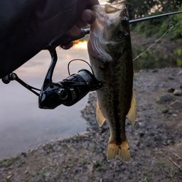 ラージマウスバス