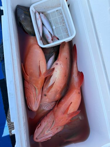 アカジンミーバイの釣果