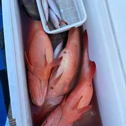 アカジンミーバイ