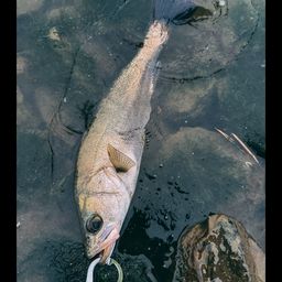 セイゴ（マルスズキ）