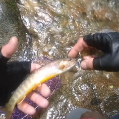 イワナの釣果