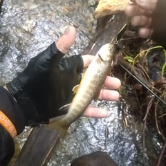 イワナの釣果