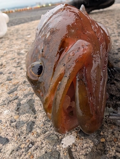 アコウの釣果