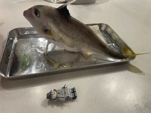 ギマ