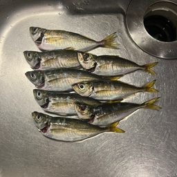 アジ