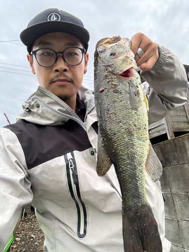 ラージマウスバスの釣果