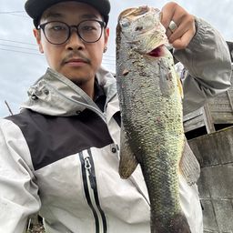 ラージマウスバス