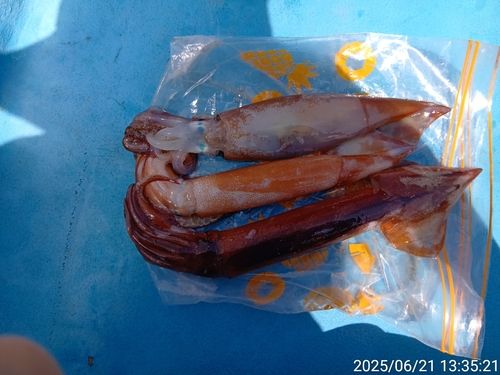 スルメイカの釣果