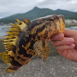 タケノコメバル