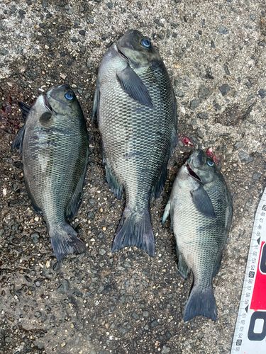 クチブトグレの釣果