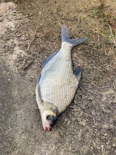 ダントウボウの釣果