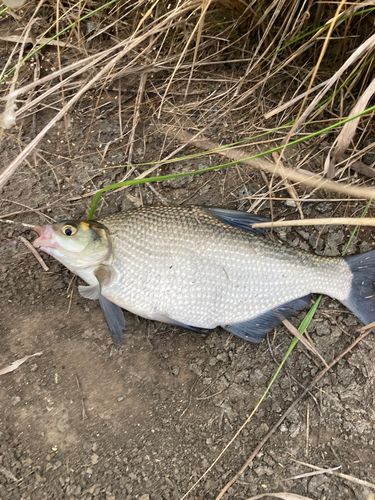 ダントウボウの釣果