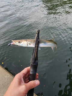 カマスの釣果