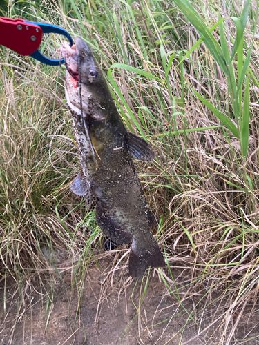 アメリカナマズの釣果