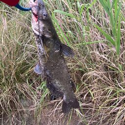 アメリカナマズ