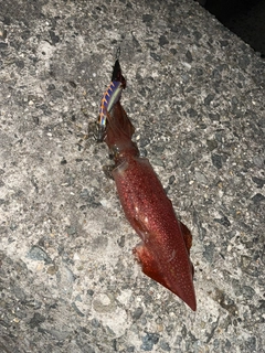 イカの釣果