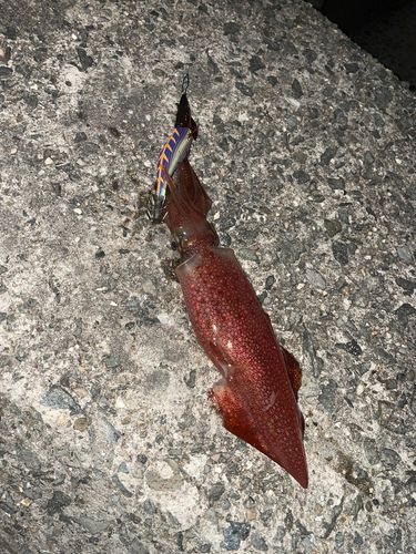 イカの釣果