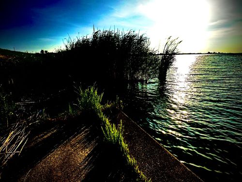 テナガエビの釣果