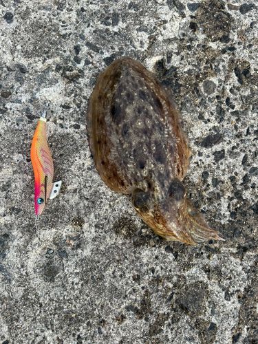 コウイカの釣果