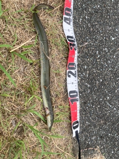 ウナギの釣果