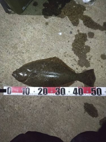 ヒラメの釣果