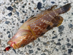 アコウの釣果
