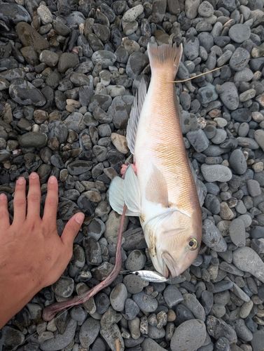 アマダイの釣果