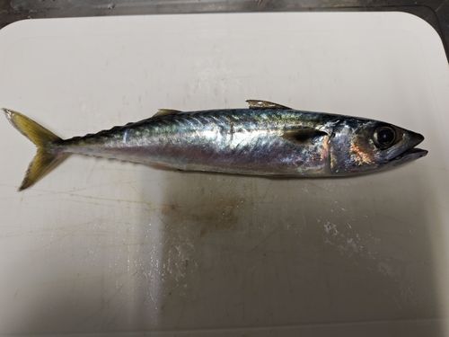 サバの釣果