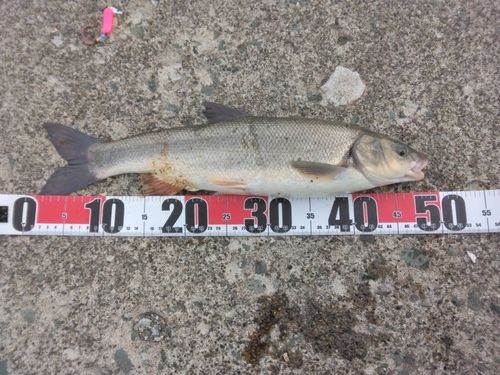 ウグイの釣果