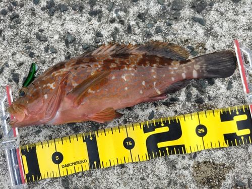 アコウの釣果