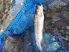 ニジマスの釣果