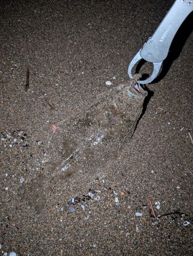 ソゲの釣果