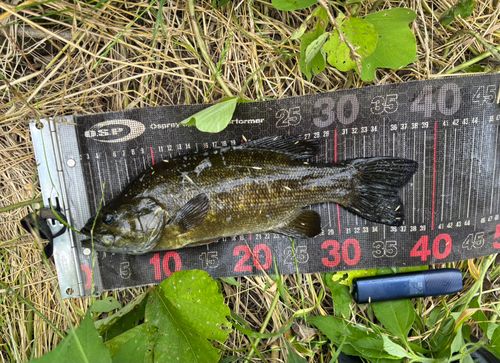 スモールマウスバスの釣果